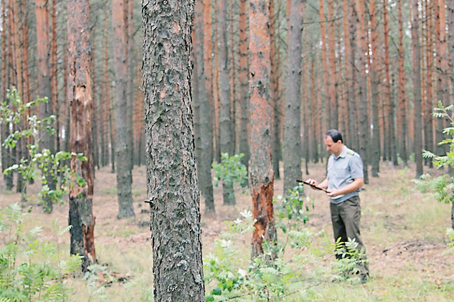 Волинські лісівники на зарплату не нарікають. Фото надане прес-службою УЛМГ в області